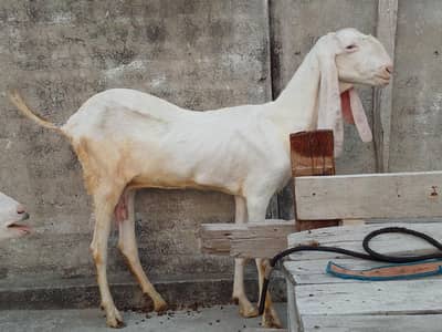rajanpori bakri