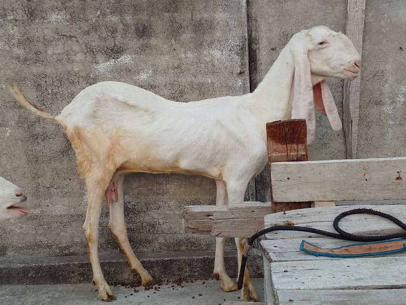 Bakri with path 0