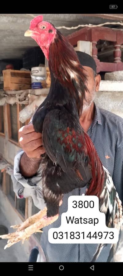 aseel murga | aseel murgi | murga
