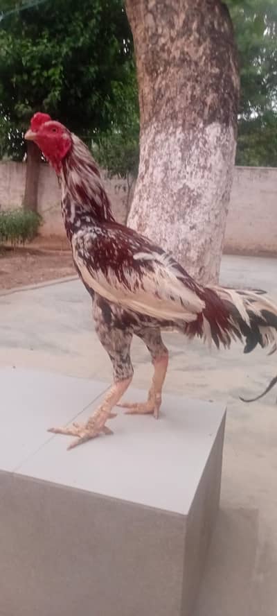 aseel cheena
