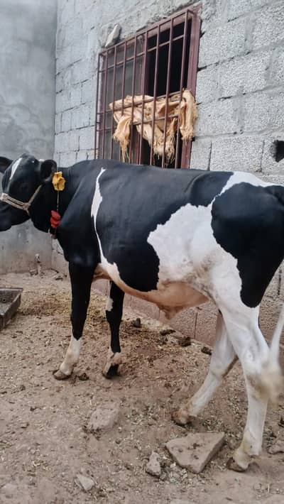 HF bull Jersey Friesian
