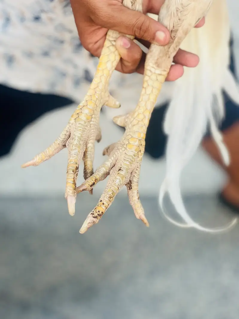 Heera — photo 8