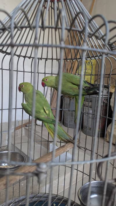 ringneck parrot