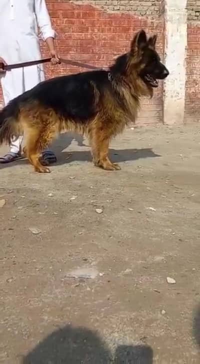 German Shepherd male for sale 03262107955 my WhatsApp number