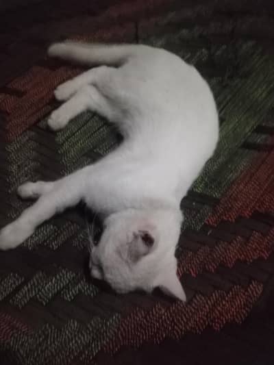 Russian cat