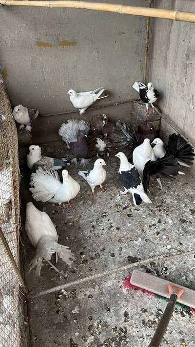 Fansi pigeons