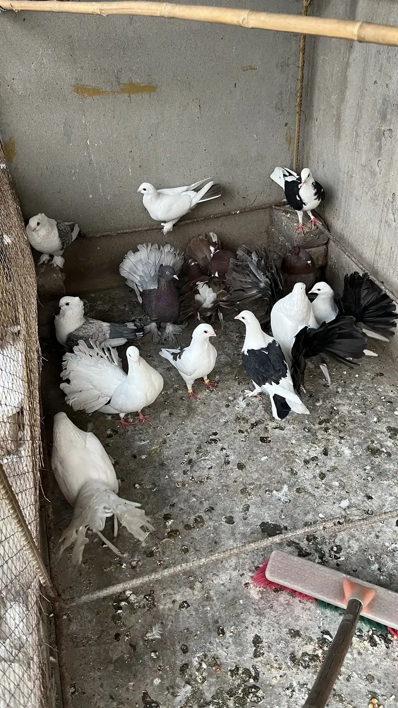Fansi pigeons