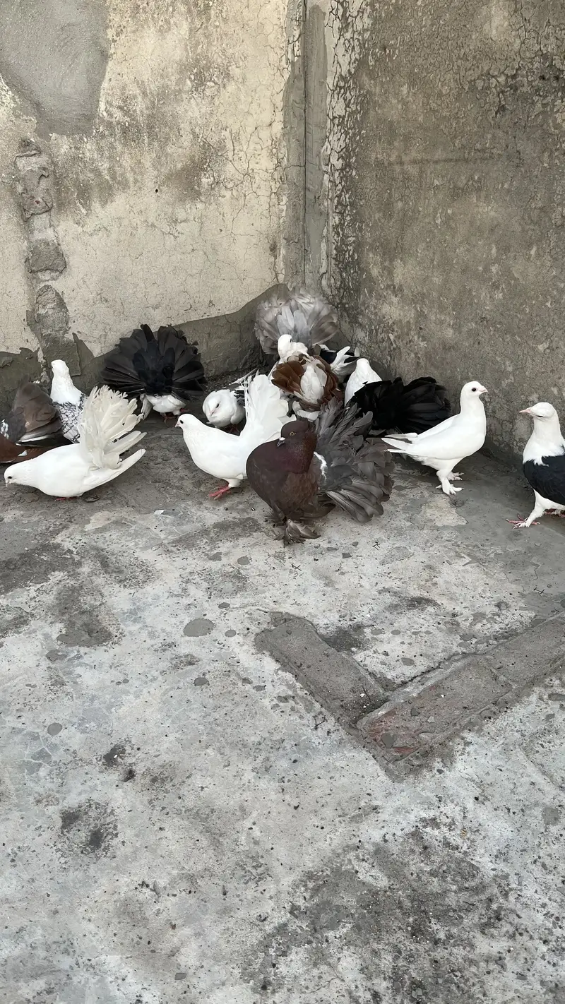 Fansi pigeons — photo 2