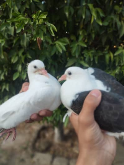 1 month beautiful sherazi pigeons available in good price