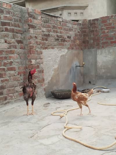 aseel Thai and desi hen