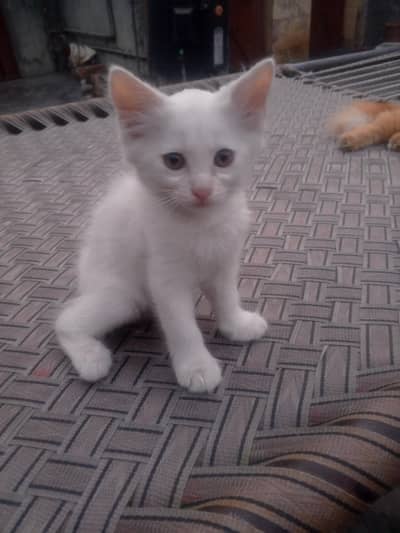 Persian kittens male,/female