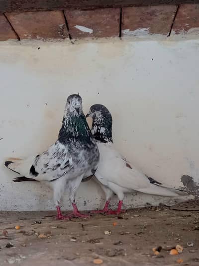 pure Ali wala jora for sale