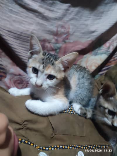 2 Kittens