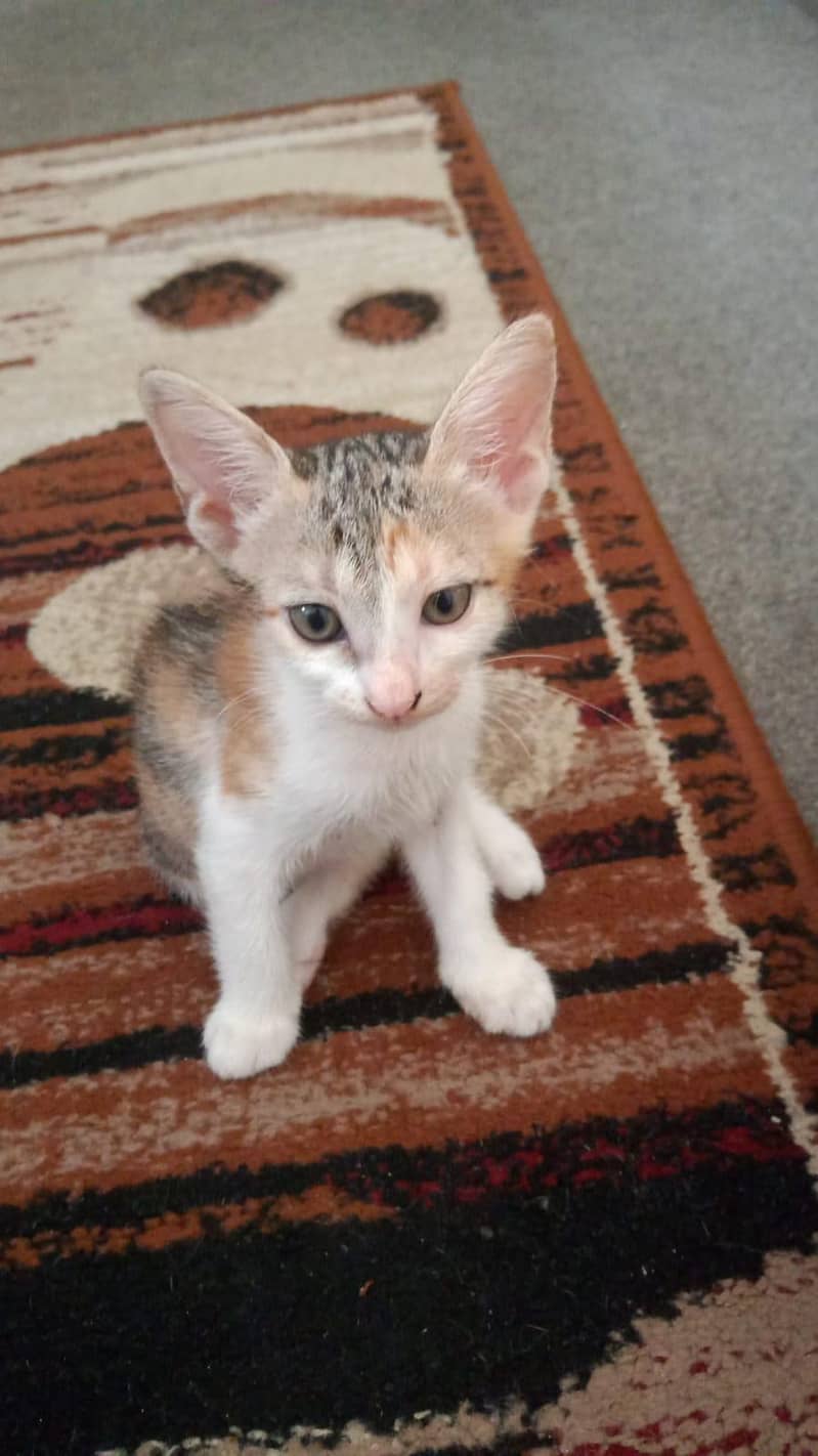 2 Kittens 1