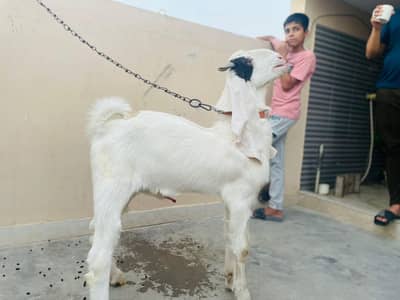 pure gulabi bakra, gulabi breeder male.