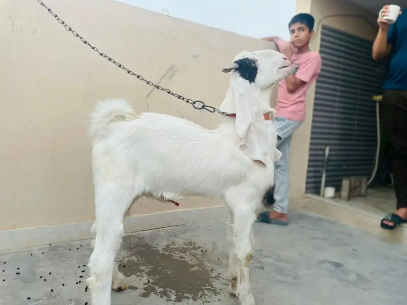 pure gulabi bakra, gulabi breeder male.