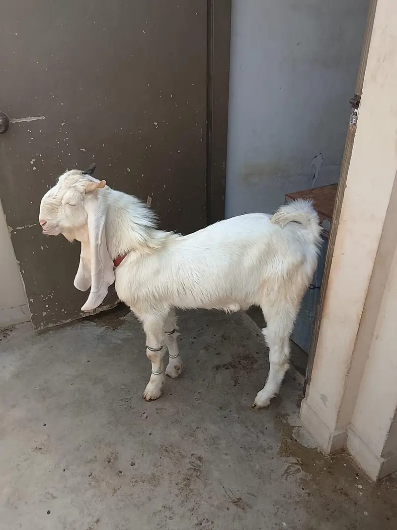 pure gulabi bakra, gulabi breeder male. — photo 2