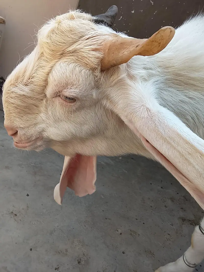 pure gulabi bakra, gulabi breeder male. — photo 3