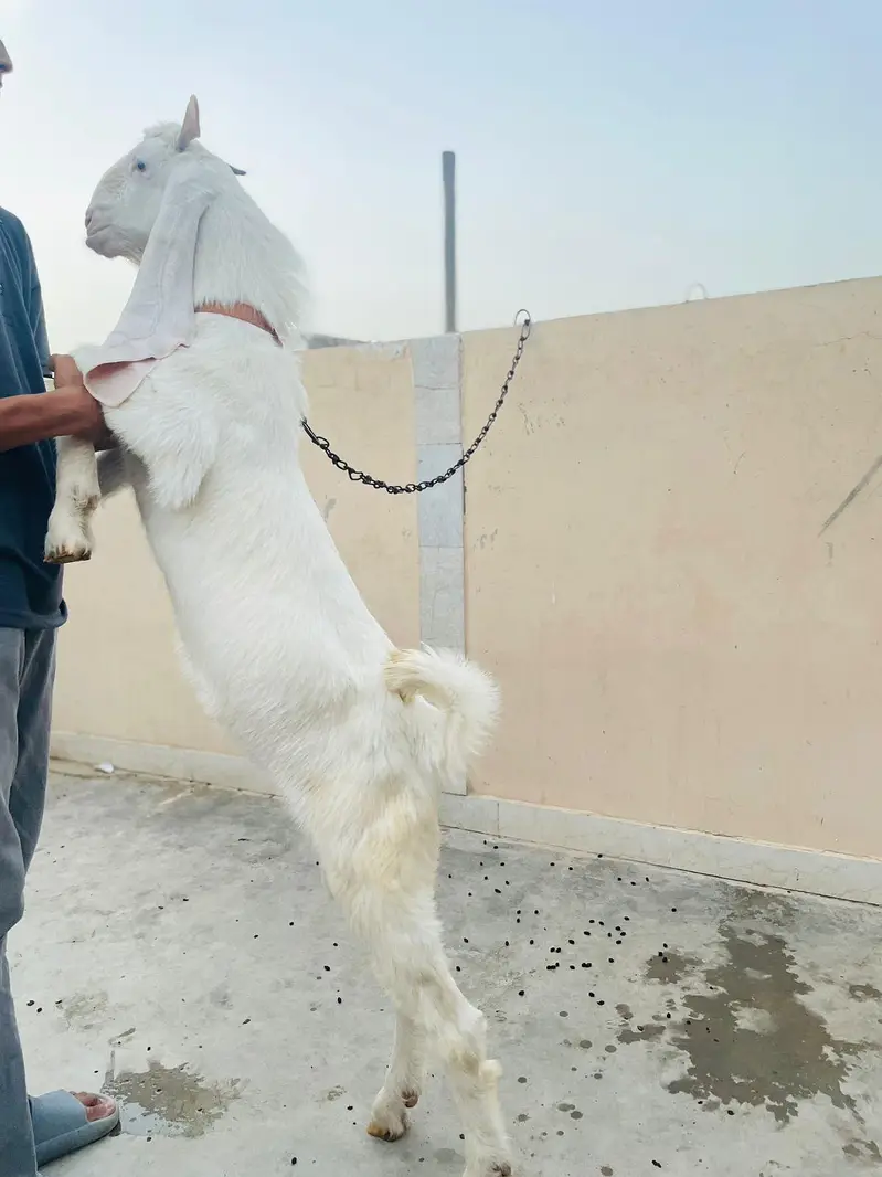 pure gulabi bakra, gulabi breeder male. — photo 5