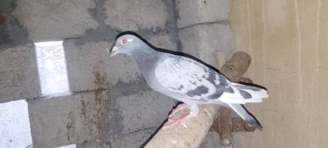 13 pigeons for sale