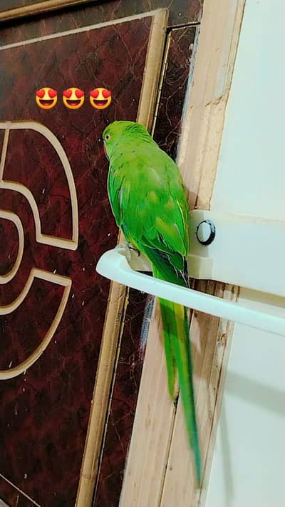 Kashmiri Raw Female Talking parrot 