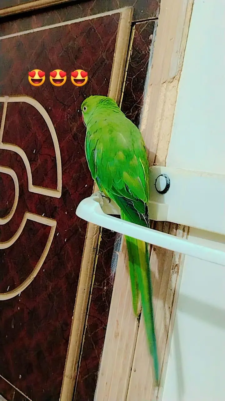 Kashmiri Raw Female Talking parrot