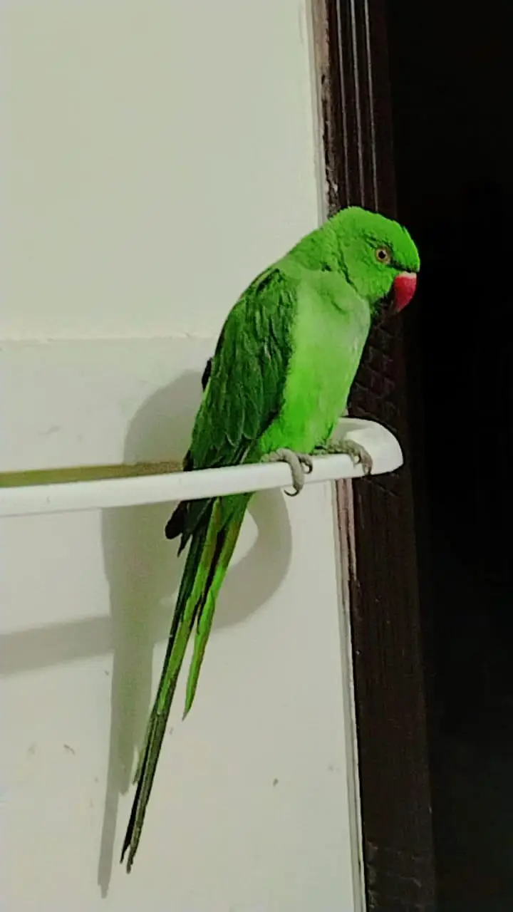 Kashmiri Raw Female Talking parrot — photo 2