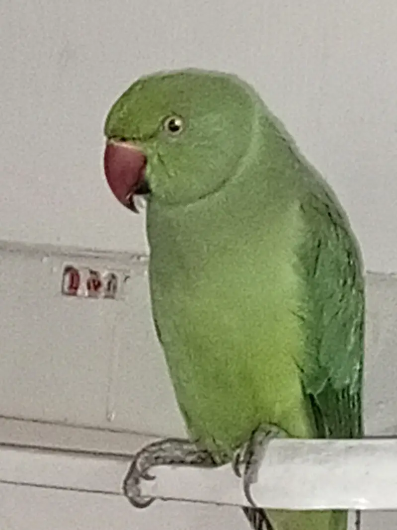 Kashmiri Raw Female Talking parrot — photo 5