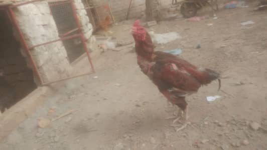 birds