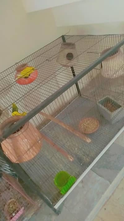 budgie pair