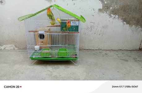 Red eye Love birds for sale 2 Breeder Pairs with cage