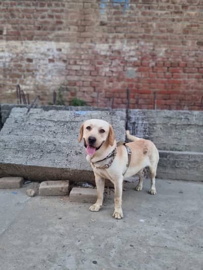 Amican labrador