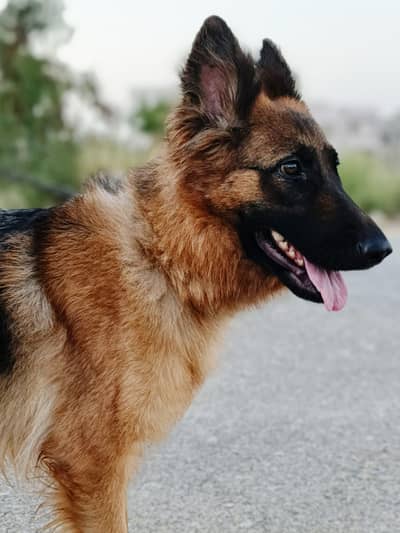 German Shepherd (Pedigree) female