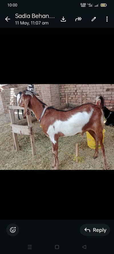 Beautiful Bakry 2 dant