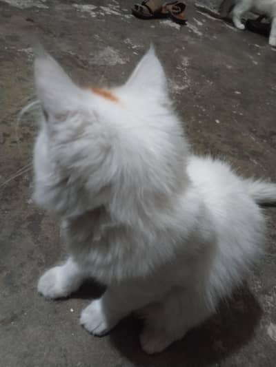 Persian cat pair