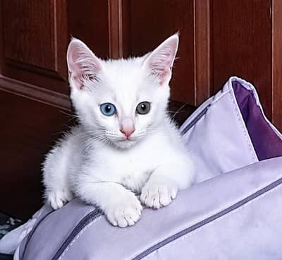 Pure white female kitten
