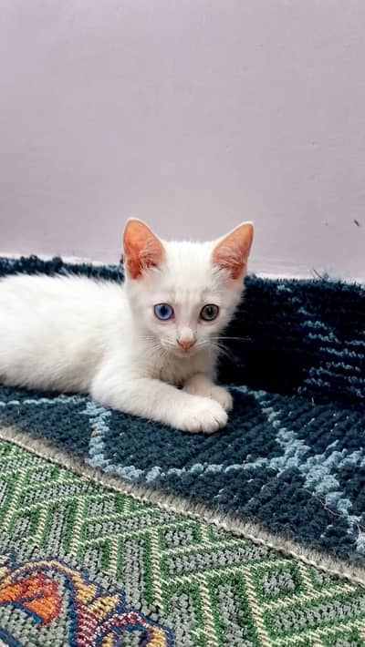 Pure white female kitten