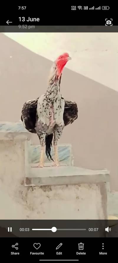 aseel pair murga phaty murgi with egg