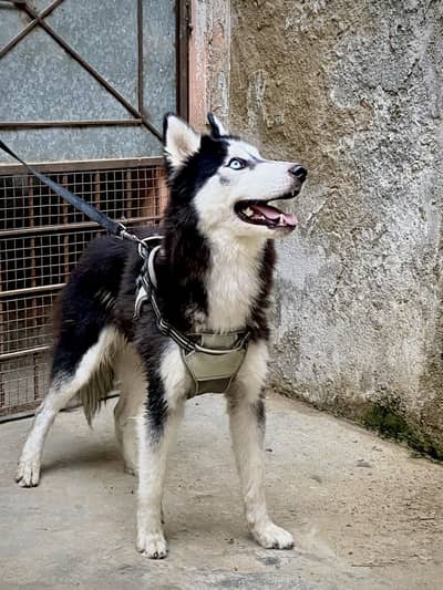 Siberian husky  blue eyes active female vaccinate hai 7 month age hai