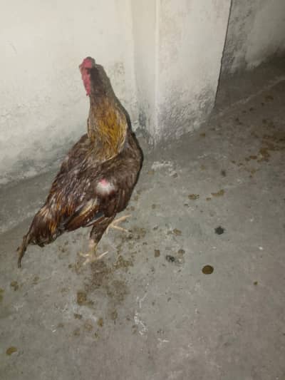Aseel bentum pair for sale