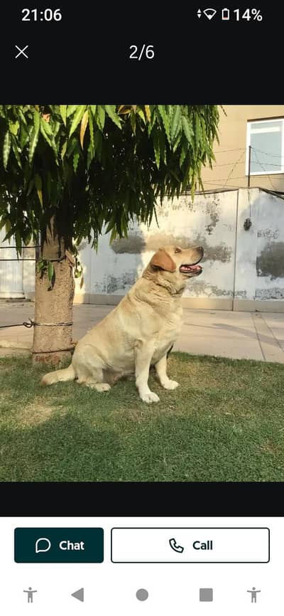 important Labrador dog female
