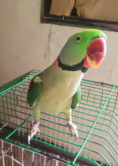 Raw Parrot Ful Talking Parrot Face to Face Ful Handtamed very friendly