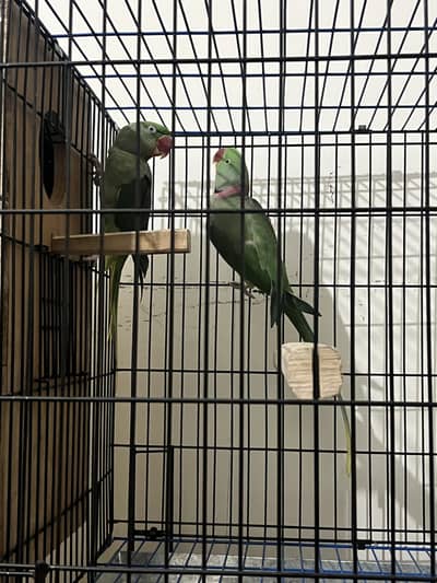 Raw parrot