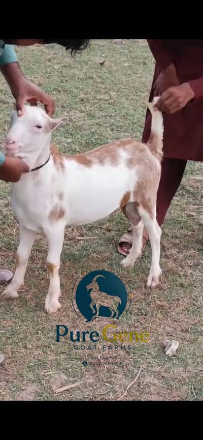 Top quality male tedda laal abluck age 8 months