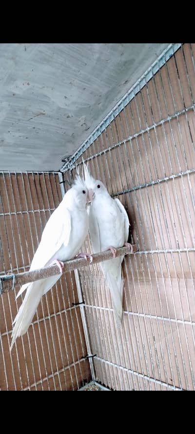 Eno Red eyes young pair