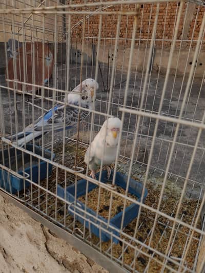 Big size Exhibition pairs for sale