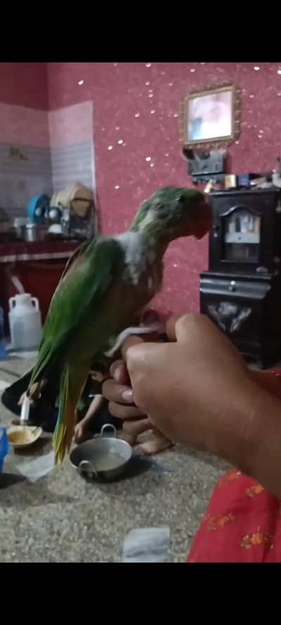 male raw chick hand tame  hai full cover thy ha full jumbo size