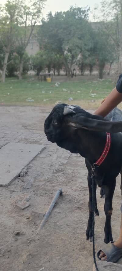 beetal bakra