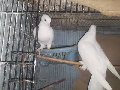laky pigeons . full white color both khubsurt ha