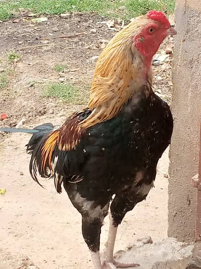 Aseel breed cock